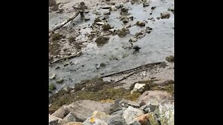 Grebe in Bucksport Maine