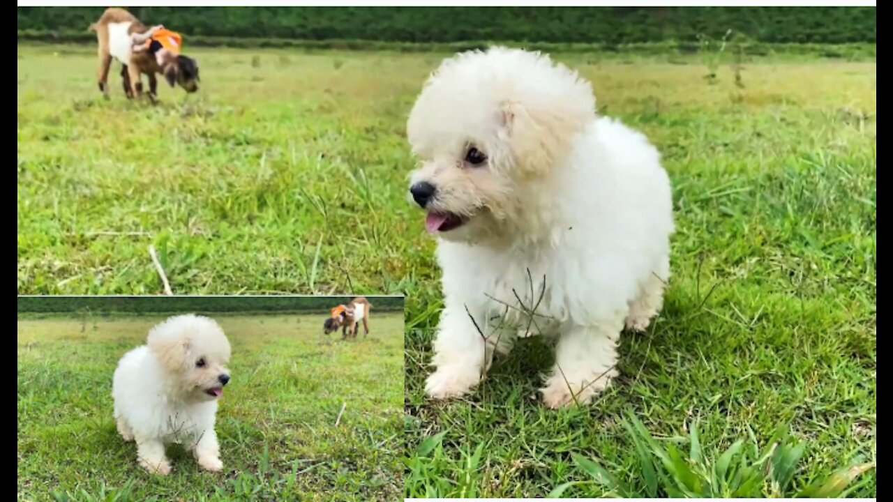 cute poodle chasing monkey and goat😺