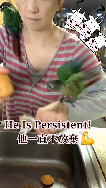 Persistent Baby Parrot