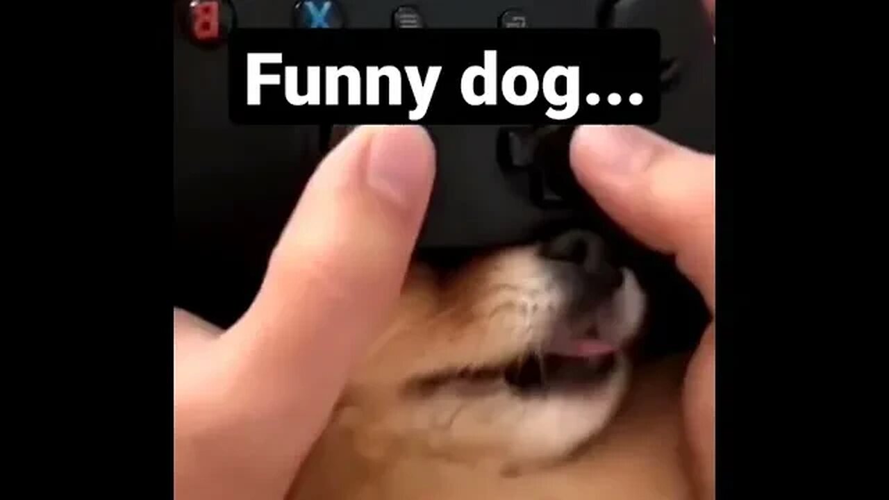 funny dog, play games