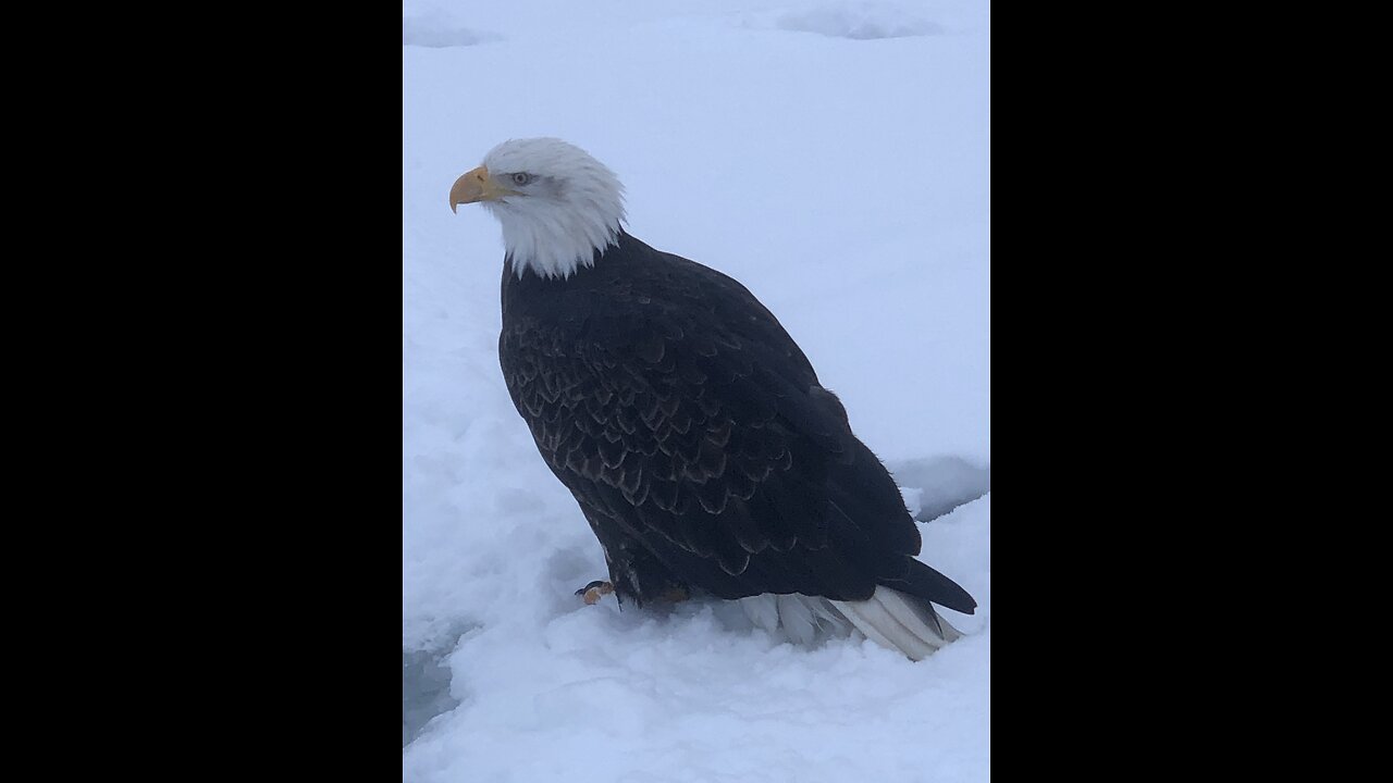 Company on the Ice