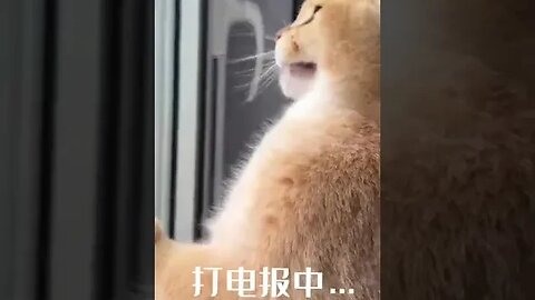 像极了你男朋友打游戏时抽空哄一下你的样子呀