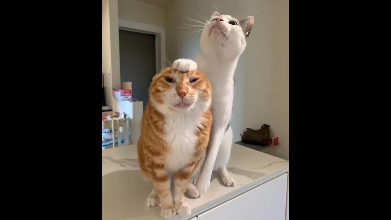 Adorable Kittens Doing Silly Things!