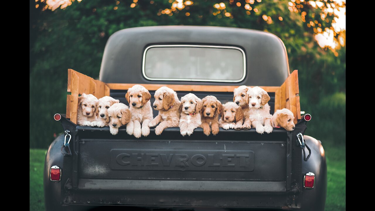 Cute Animals || Puppies || Baby Dogs|| Cute Dogs video compilation.