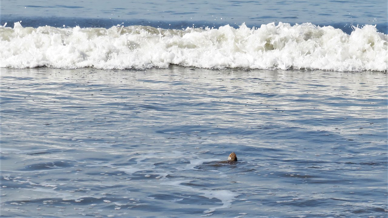 Crippled Sea Turtle gets released back into the ocean