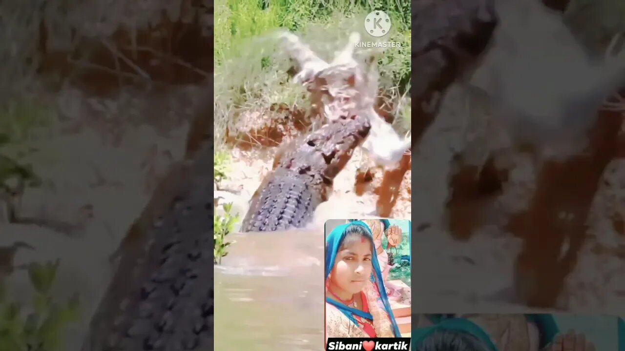 Crocodile attack woman #live #crocodile#attack @bhubannaik7503