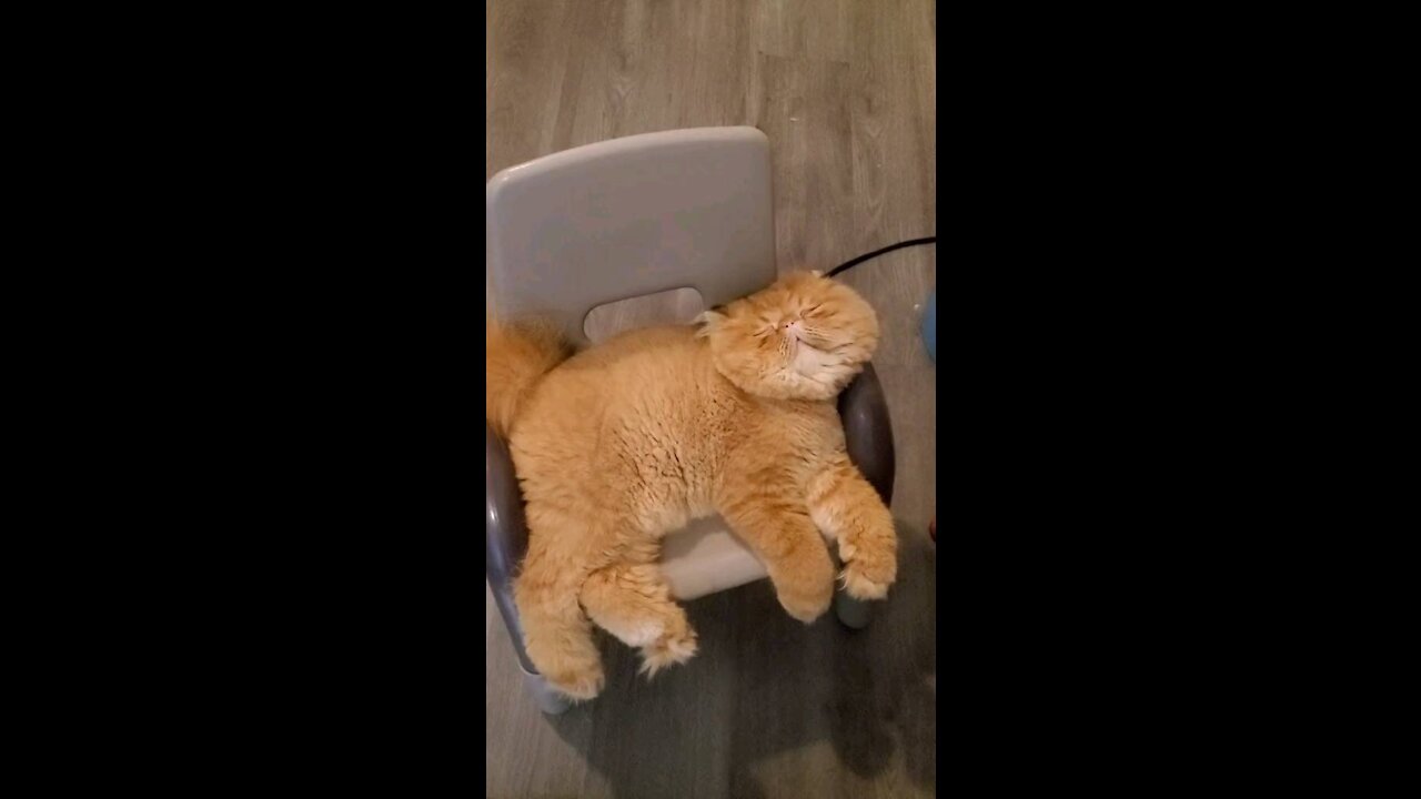 Garfield cat sleeping