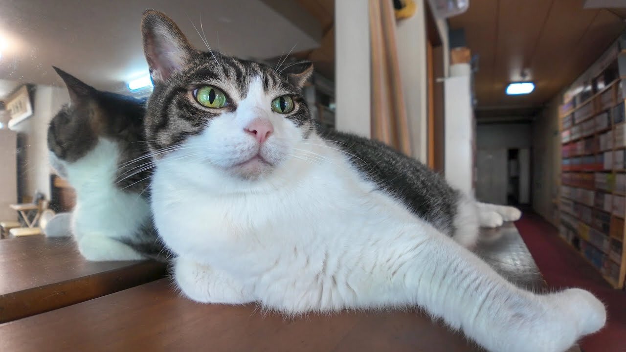 [Cat Inn] The cats are relaxing in the lobby on the first floor, and their appearance is soothing.