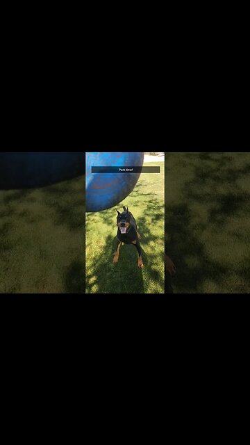 🐕#Doberman LOVES Frisbee Time!❤️ #dobermanlove #dobermanpinschers #dobermantraining #park #frisbee