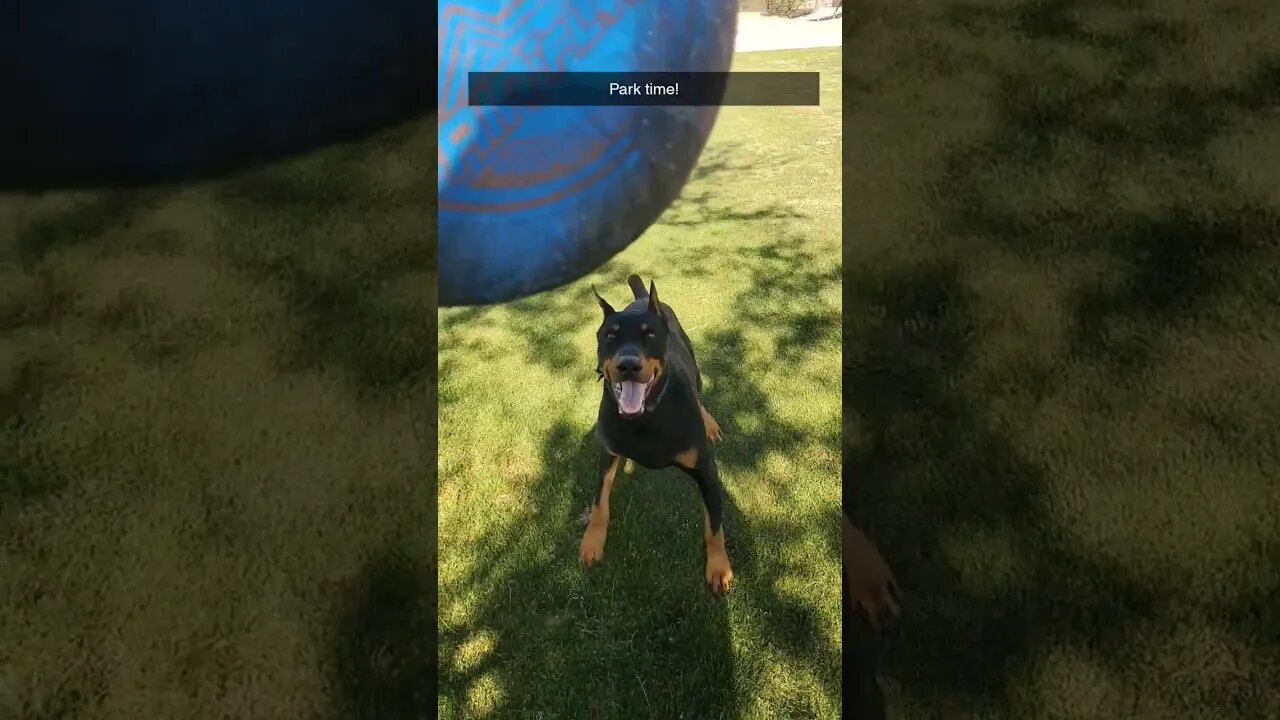 🐕#Doberman LOVES Frisbee Time!❤️ #dobermanlove #dobermanpinschers #dobermantraining #park #frisbee