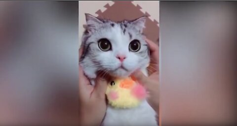Cute CATS funny Generation-1