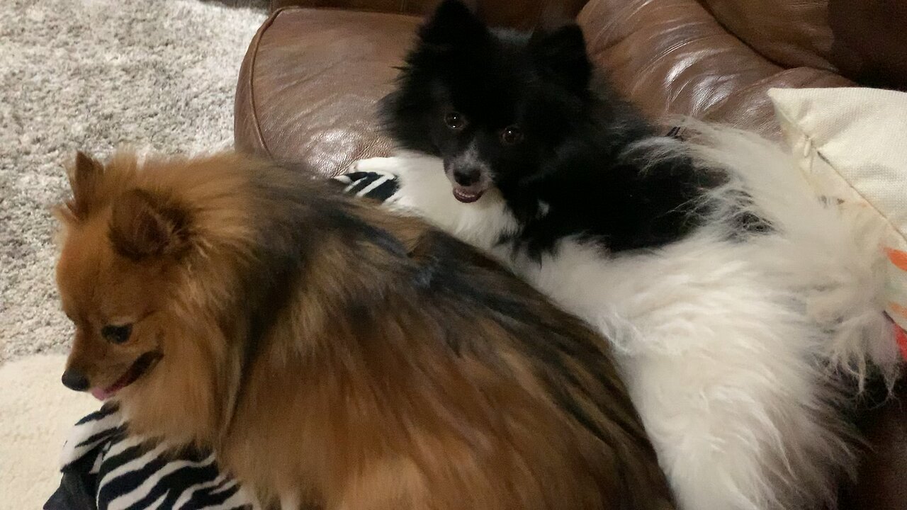 Pomeranian Dogs Are the Cutest!