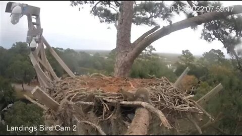 A Perfect Squirrel Playground 🌲 10/29/22 07:51