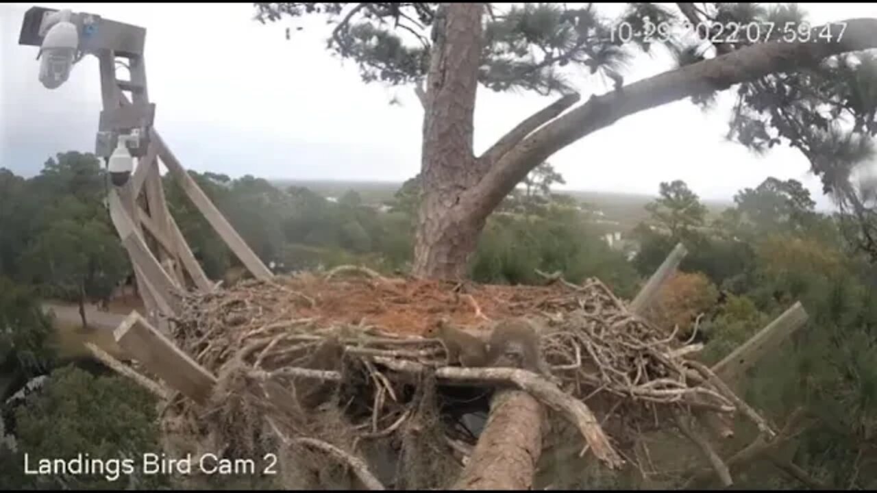 A Perfect Squirrel Playground 🌲 10/29/22 07:51