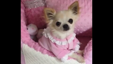 Very Cute Dogs And Queen Chairs For Cats and Dogs Funny Beautiful Animals
