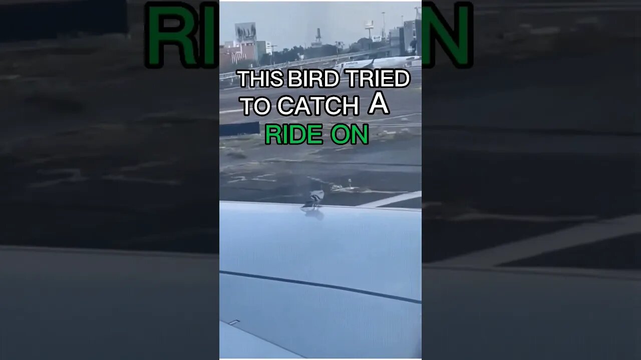 Hilarious Bird Rides On Airplane!