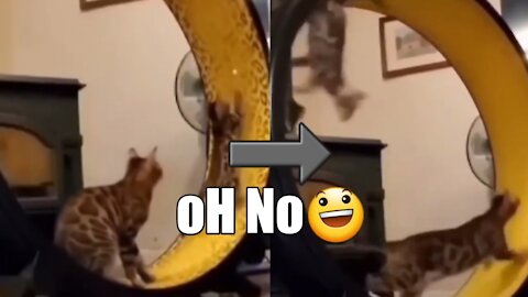 2 cats 😃 funy video 2021