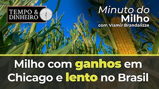 Milho com ganhos em Chicago e lento no Brasil