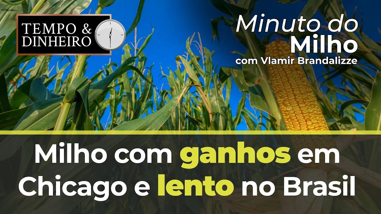 Milho com ganhos em Chicago e lento no Brasil