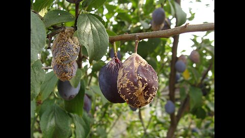 Dzieło oczyszczenia cz8