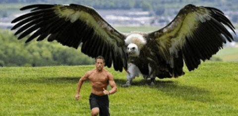 🔴Top 10 biggest eagles in the world