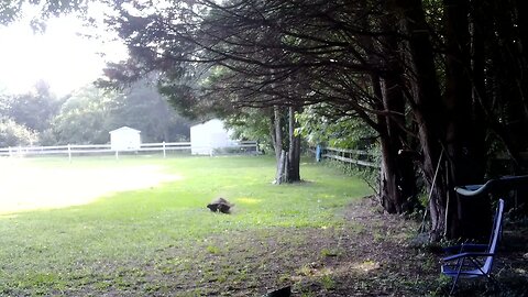 Burkey (big turkey)Cleans Up