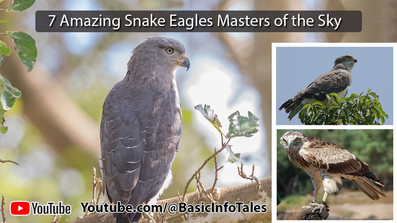 7 Amazing Snake Eagles Masters of the Sky