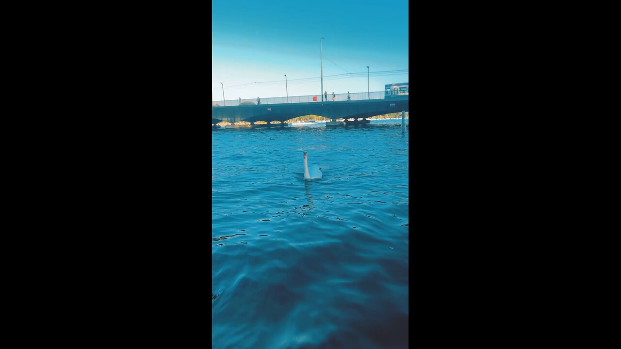 Beautiful swan approaches for food and people get scared