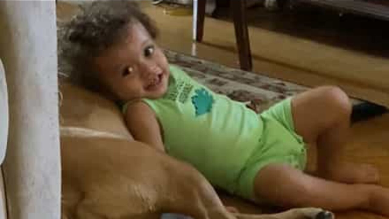 Patient dog tries to scratch "giant flea"