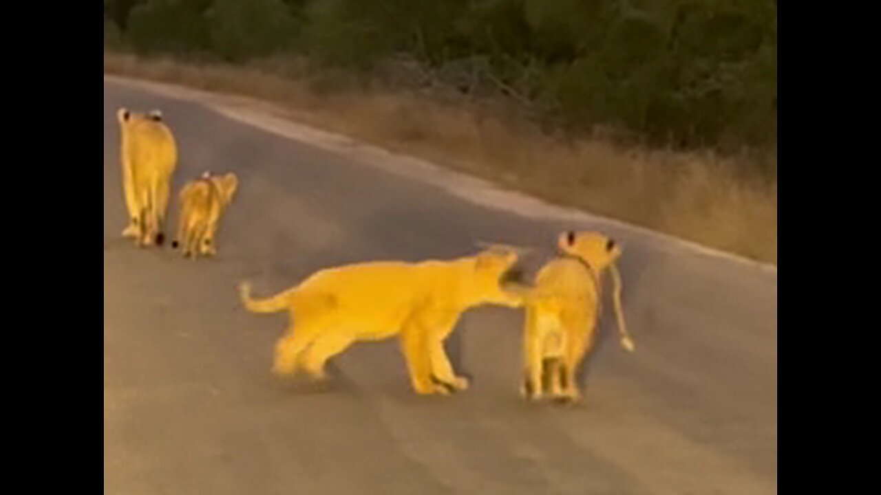 Lioness Walks Down Road With Her Cubs