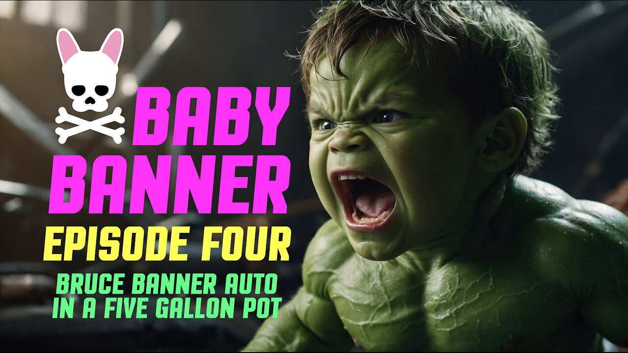 Bruce 'Baby' Banner - Episode 4 - Spider Farmer SF2000 Complete Grow Tent Kit