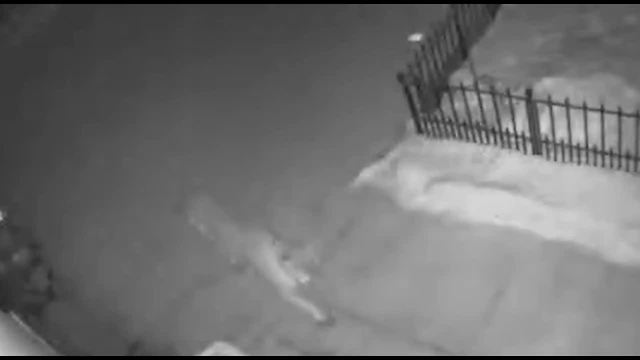 VIDEO: Cougar spotted in Washington County