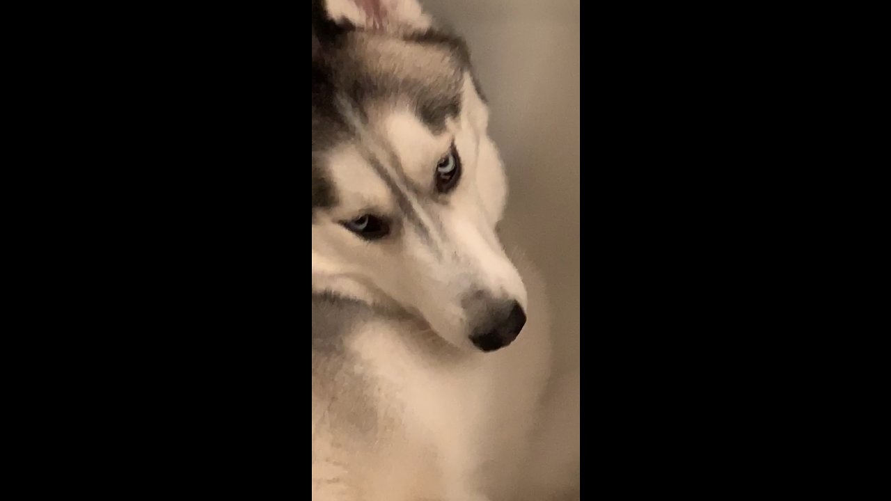 Husky throws a tantrum because he can’t take a bath!