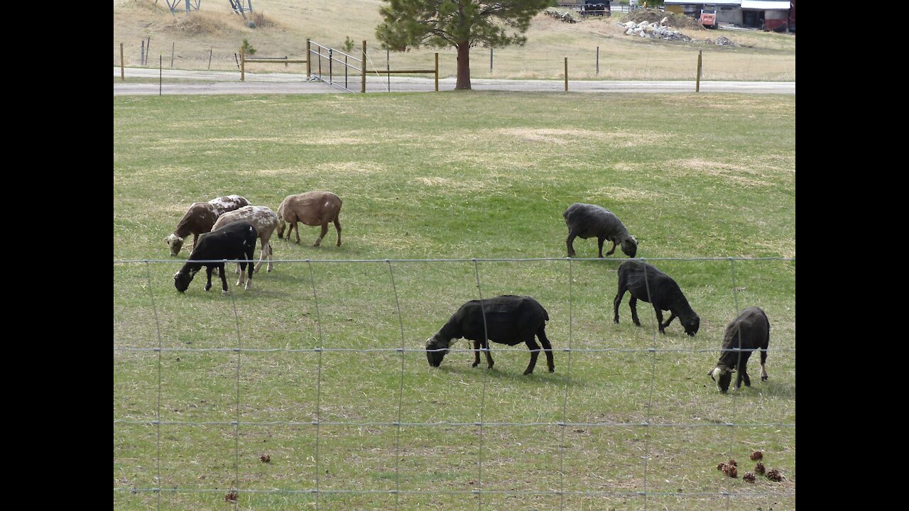 Steitzhof Merinos - Shearing Day 2021