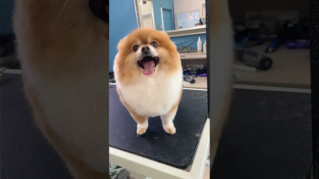 CUTEST ❤️ Pomeranian Groom