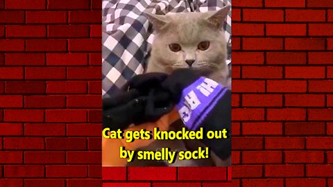 Cat gets knocked out by smelly sock!