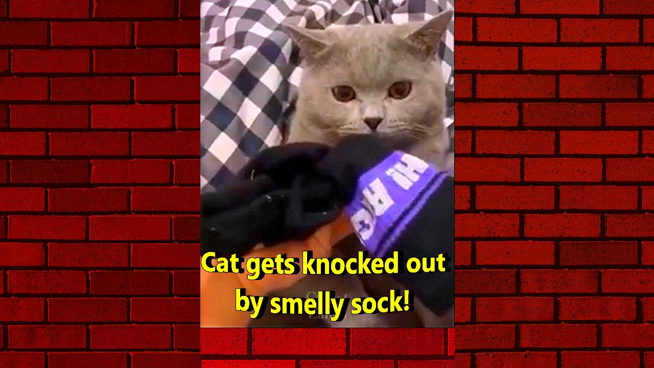 Cat gets knocked out by smelly sock!