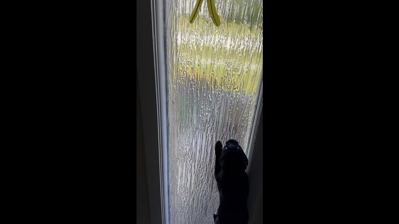 Baby Jumps For Toy! #CatToy #MarcoIsland #BlackCat #mywalksinparadise #4K