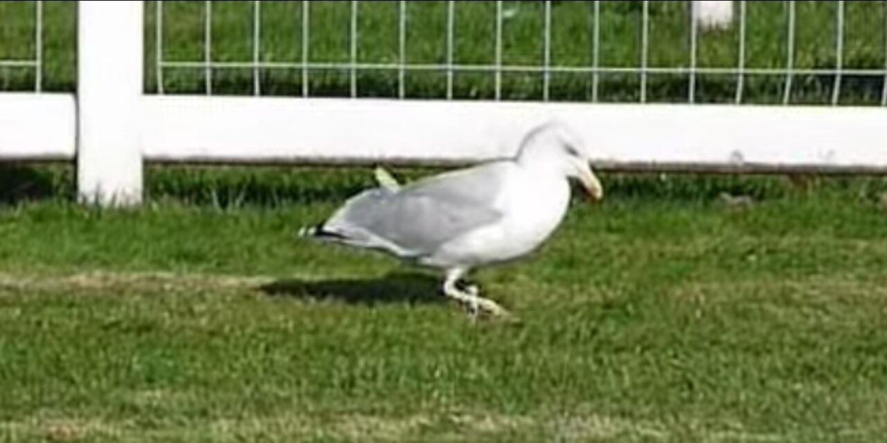 Scottish Seagull Dancing | Funny Seagulls Video