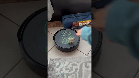 Chicks riding a Roomba!!! 😂 #shorts #viralshort #shortvideo