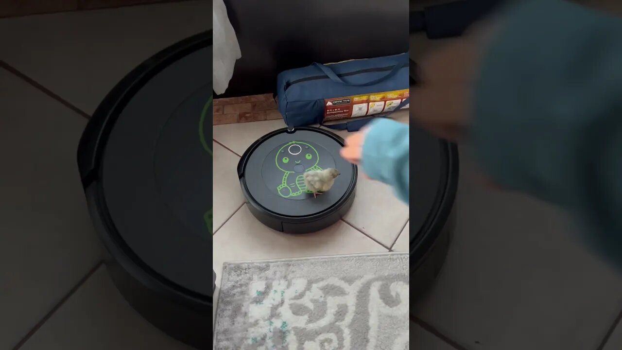 Chicks riding a Roomba!!! 😂 #shorts #viralshort #shortvideo