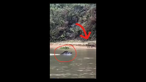 Funny #wildlife#viralshorts