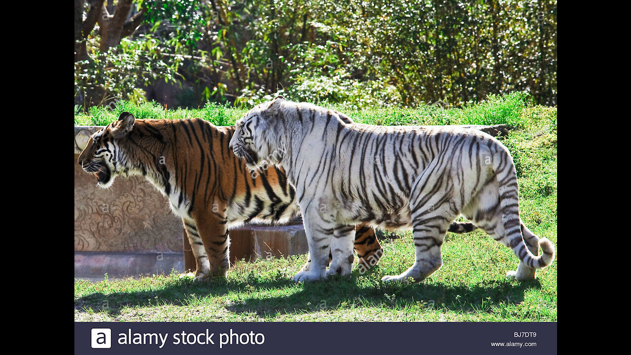 Amazing White Big Tiger