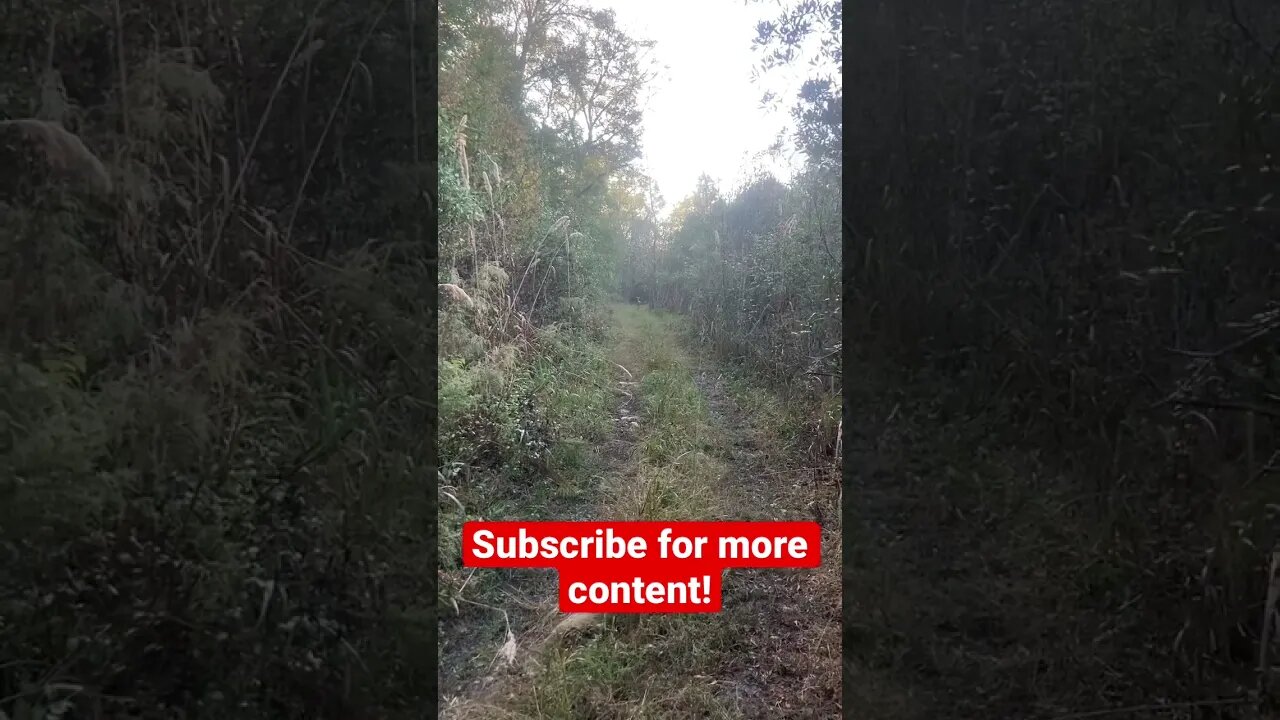 Stand-off with a small buck!