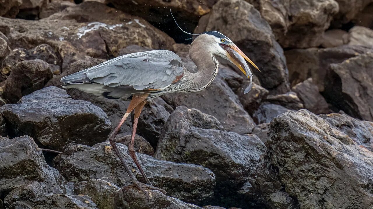 Great Blue Heron Swallows Fish, Sony A1/Sony Alpha1, 4k