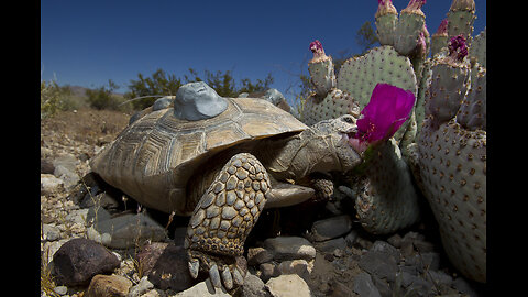 ~The Desert Tortoise Is Protected From Enemies Foreign And Domestic~