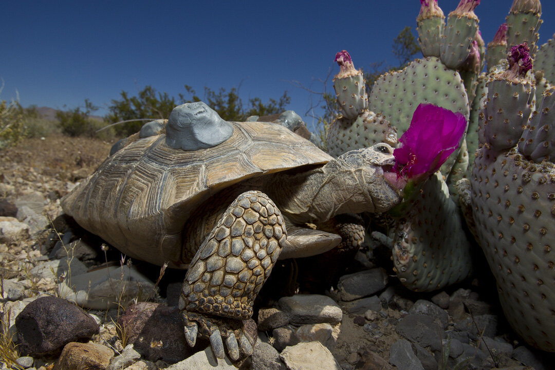 ~The Desert Tortoise Is Protected From Enemies Foreign And Domestic~