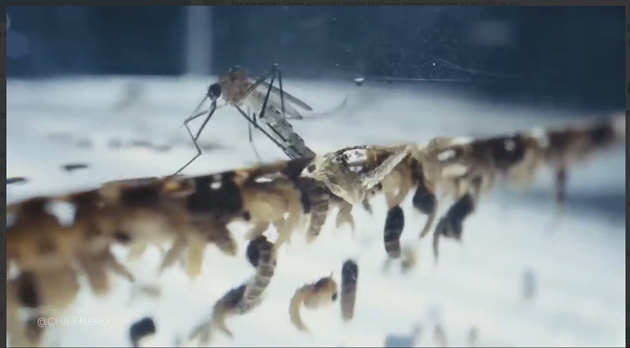 Bill Gates - Kill Bills World Mosquito Program making people sick with their evil mosquitoes