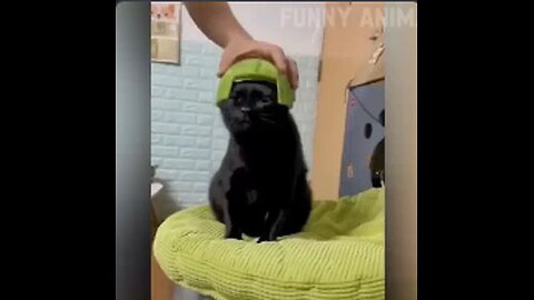 funny videos