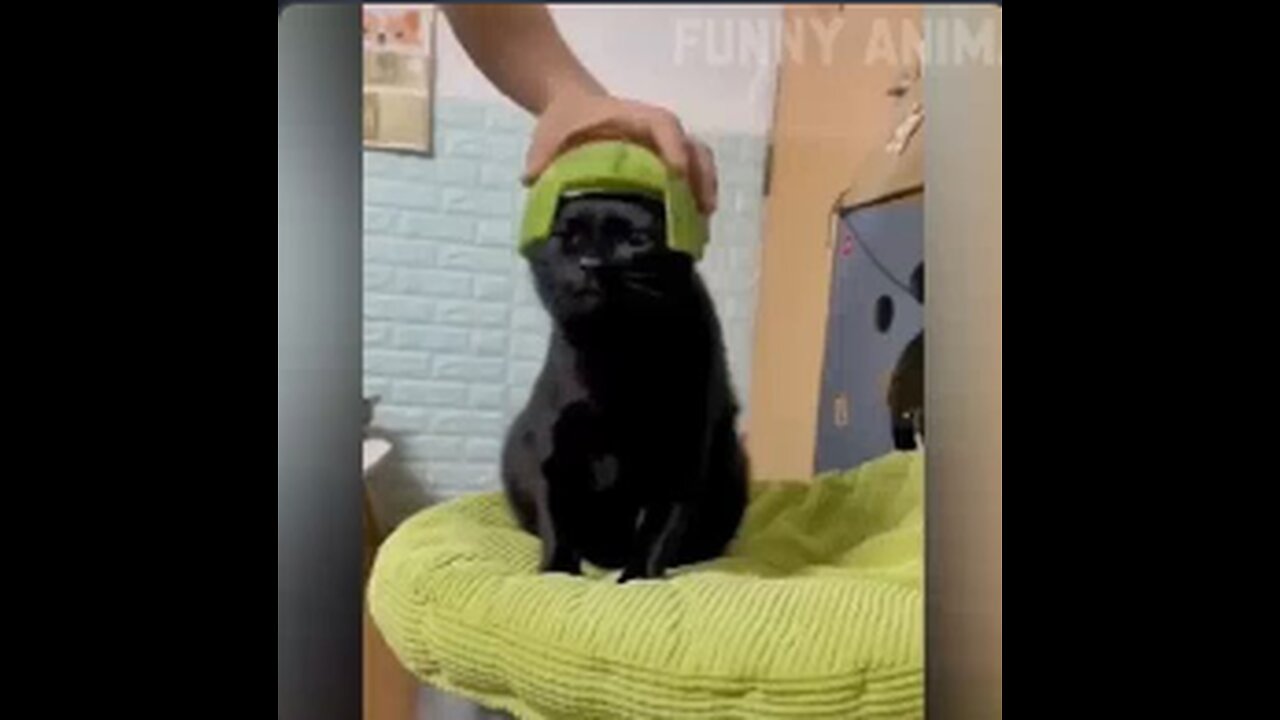 funny videos
